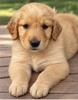 Golden pup, a male Golden Retriever and English Cream Golden Retriever for sale in Jamul, CA – 2 of 3