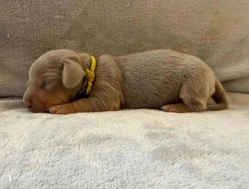 Isabella & tan male – Miniature Dachshund puppy for sale in Riverside, CA