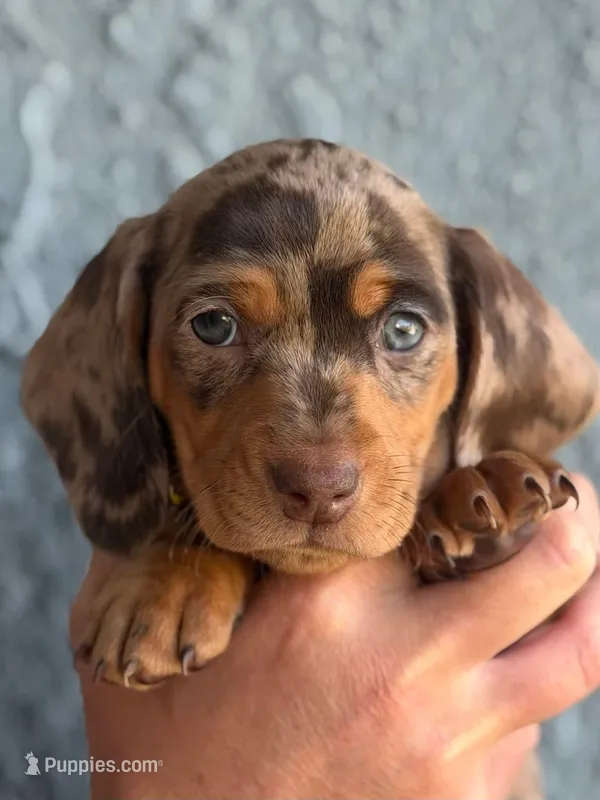 Chocolate & tan dapple female 2