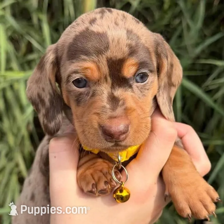 Chocolate & tan dapple female 2