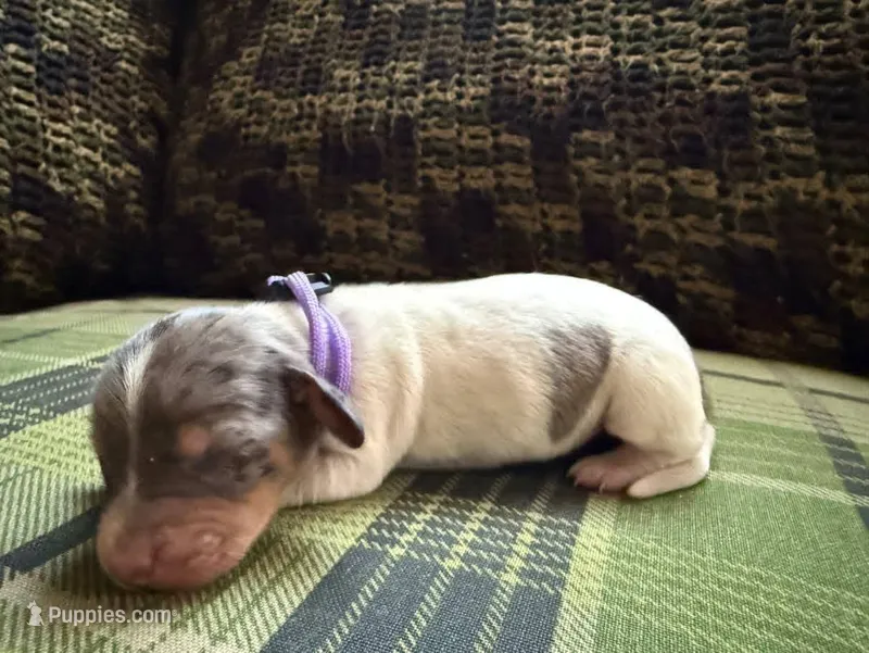 Black & tan dapple piebald female – Miniature Dachshund puppy for sale in Riverside, CA