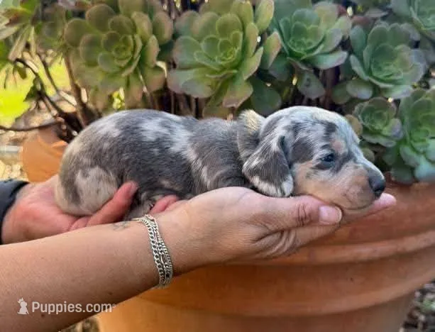 Blue & tan dapple male , a male Miniature Dachshund for sale in Riverside, CA – 1 of 1