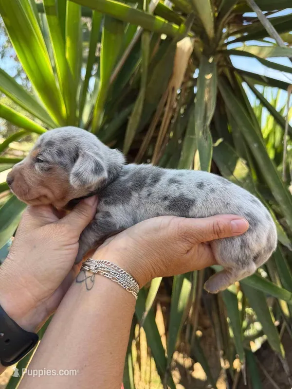 Blue & tan/cream dapple male  – Miniature Dachshund puppy for sale in Riverside, CA