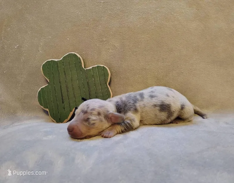 Blue & tan/cream dapple male  – Miniature Dachshund puppy for sale in Riverside, CA