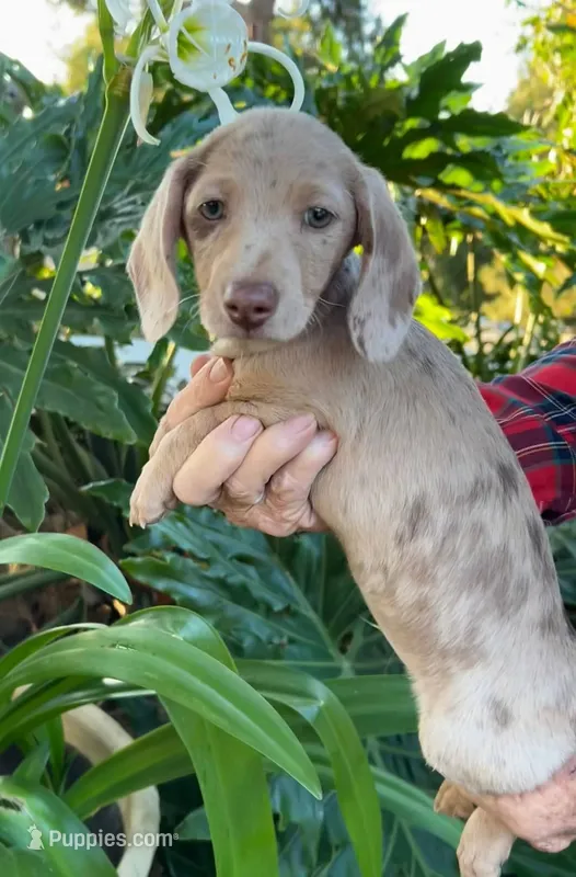 Chocolate & tan dapple male  – Miniature Dachshund puppy for sale in Riverside, CA