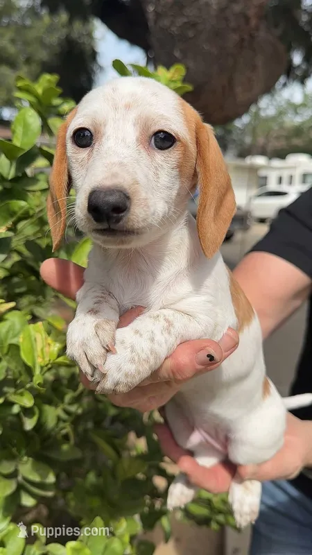 Red piebald male  – Miniature Dachshund puppy for sale in Riverside, CA