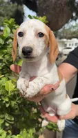 Red piebald male , a male Miniature Dachshund for sale in Riverside, CA – Photo 1 of 2