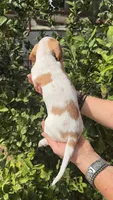 Red piebald male , a male Miniature Dachshund for sale in Riverside, CA – Photo 2 of 2