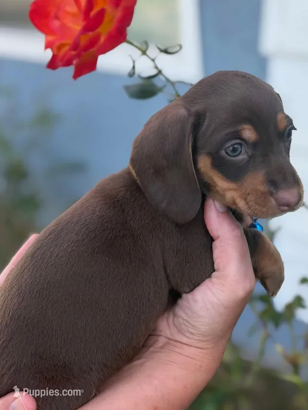 Chocolate and tan male