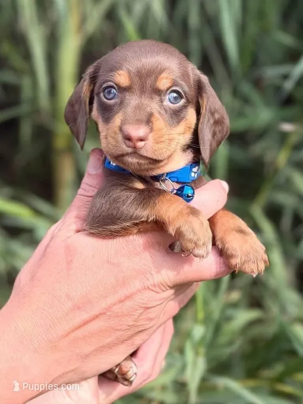 Chocolate and tan male