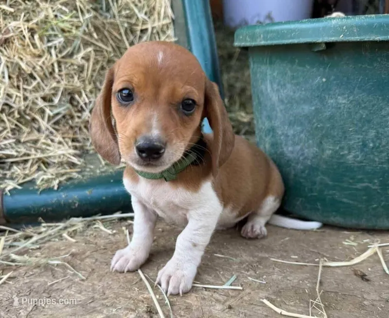 Red dapple piebald male – Miniature Dachshund puppy for sale in Riverside, CA