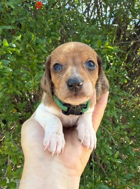 Red dapple piebald male – Miniature Dachshund puppy for sale in Riverside, CA