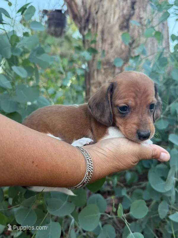 Red dapple piebald male  – Miniature Dachshund puppy for sale in Riverside, CA