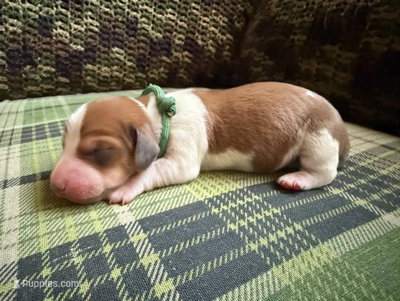 Red piebald male – Miniature Dachshund puppy for sale in Riverside, CA