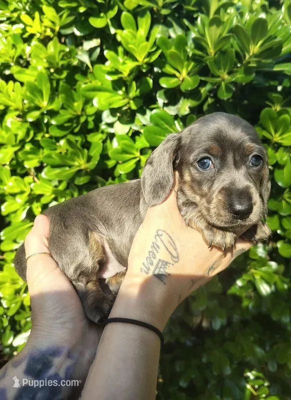 Blue and tan brindle female  – Miniature Dachshund puppy for sale in Riverside, CA