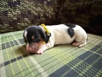 Black & tan piebald female , a female Miniature Dachshund for sale in Riverside, CA – 1 of 1