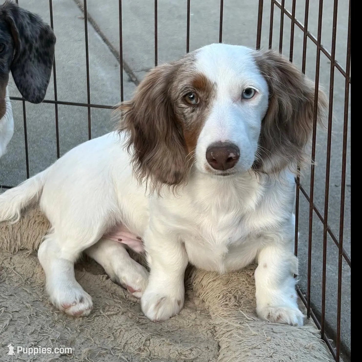 Lh chocolate & tan dapple piebald male 