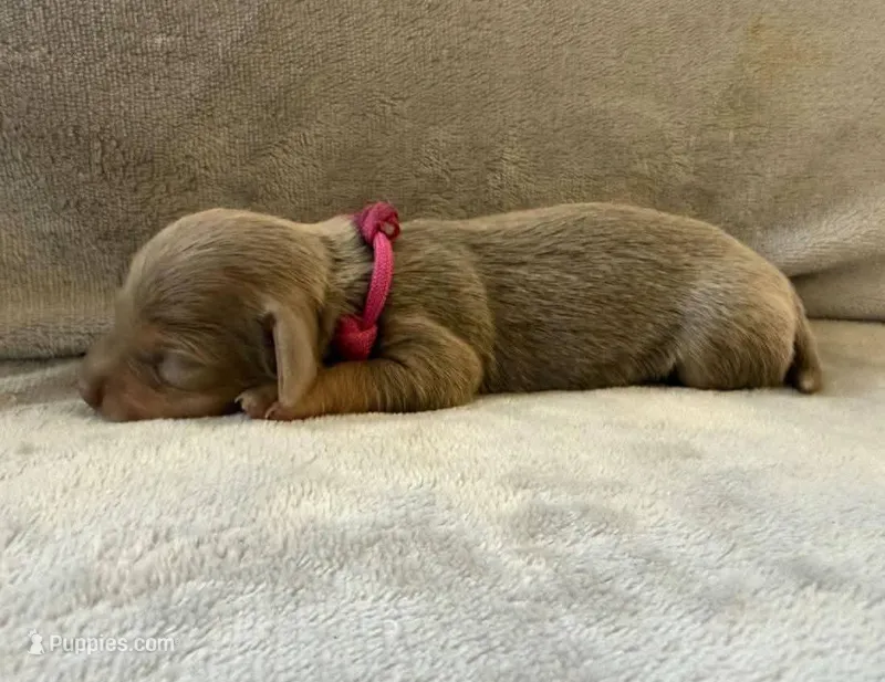 Isabella & tan female  – Miniature Dachshund puppy for sale in Riverside, CA