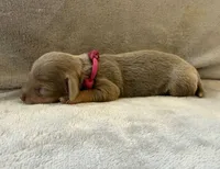 Isabella & tan female , a female Miniature Dachshund for sale in Riverside, CA – 1 of 1