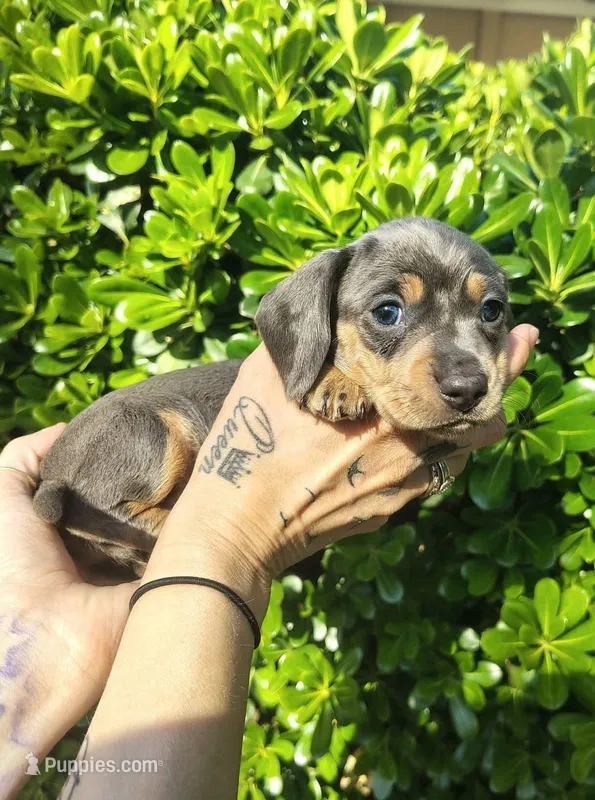 Blue & tan female – Miniature Dachshund puppy for sale in Riverside, CA