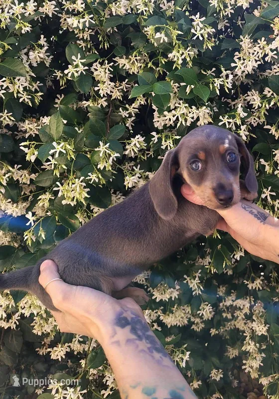 Blue & tan female – Miniature Dachshund puppy for sale in Riverside, CA