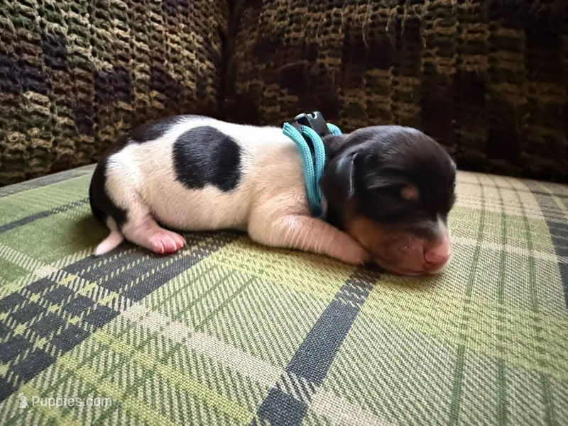 Black & tan piebald male – Miniature Dachshund puppy for sale in Riverside, CA