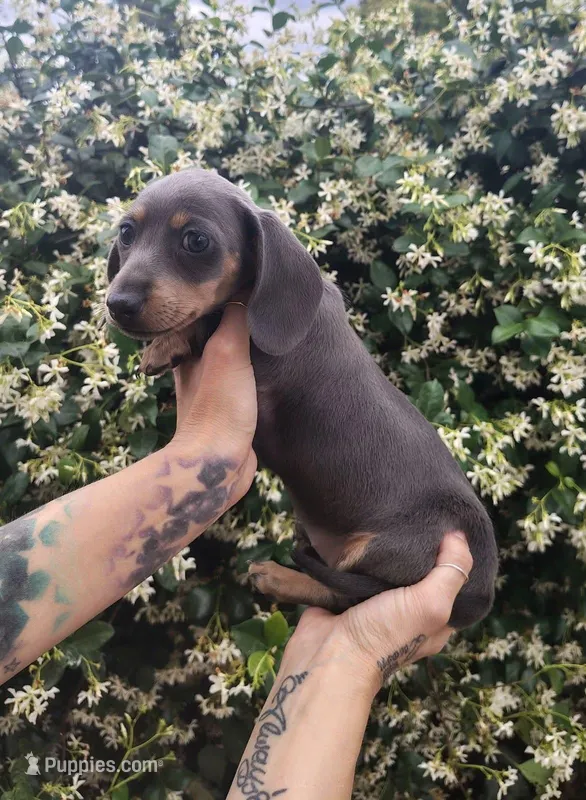 Blue & tan female, a female Miniature Dachshund for sale in Riverside, CA – 1 of 1