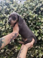 Blue & tan female, a female Miniature Dachshund for sale in Riverside, CA – 1 of 1