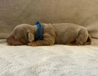 Isabella and tan male, a male Miniature Dachshund for sale in Riverside, CA – 1 of 1