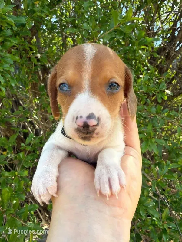 Red dapple piebald male #2 – Miniature Dachshund puppy for sale in Riverside, CA