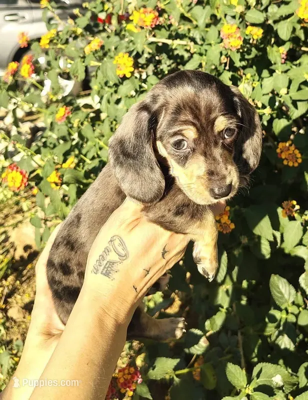 Black & tan / cream dapple – Miniature Dachshund puppy for sale in Riverside, CA