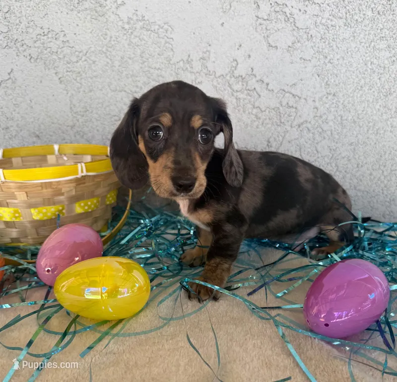 Black & tan / cream dapple – Miniature Dachshund puppy for sale in Riverside, CA
