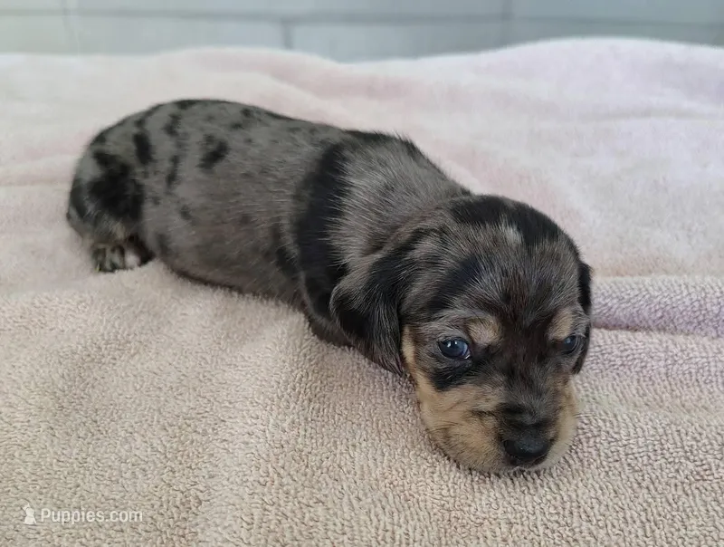 Black & tan / cream dapple