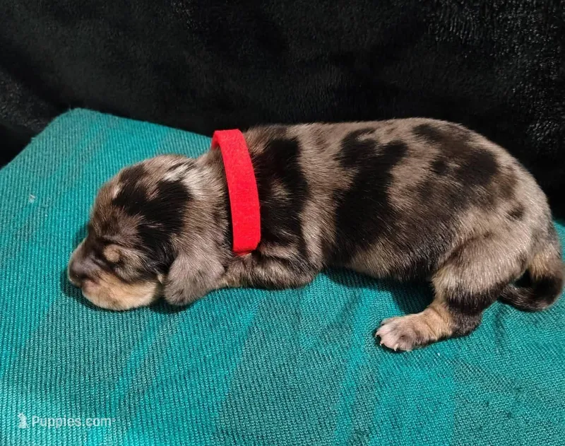 Black & tan / cream dapple