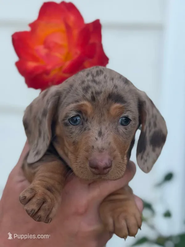 Chocolate and tan dapple female 3