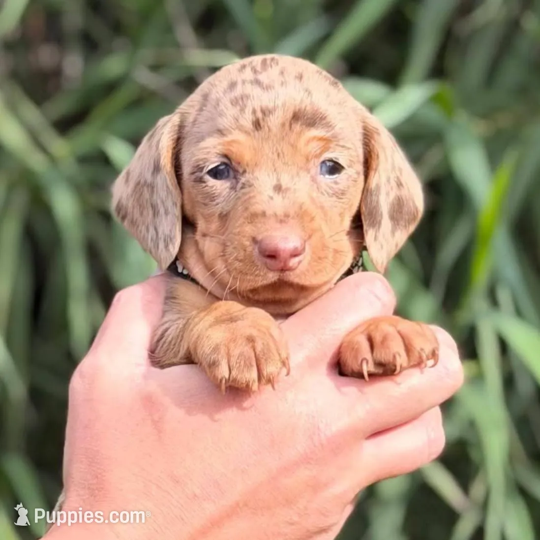 Chocolate and tan dapple female 3