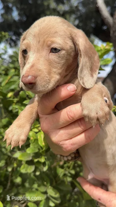 Chocolate & tan dapple male  – Miniature Dachshund puppy for sale in Riverside, CA