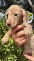 Chocolate & tan dapple male , a male Miniature Dachshund for sale in Riverside, CA – Photo 1 of 2