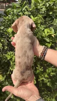 Chocolate & tan dapple male , a male Miniature Dachshund for sale in Riverside, CA – Photo 2 of 2