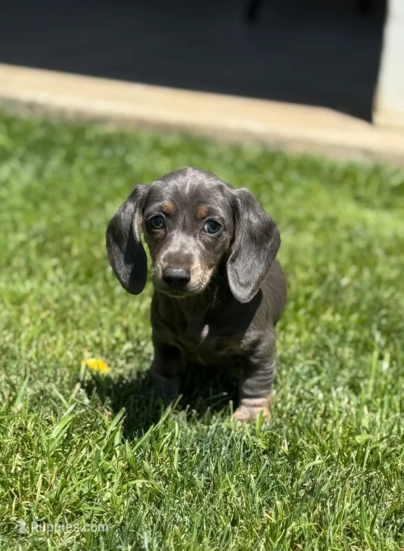 Blue & tan brindle female – Miniature Dachshund puppy for sale in Riverside, CA