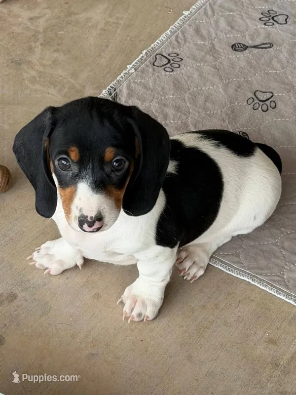Black & tan piebald male – Miniature Dachshund puppy for sale in Riverside, CA