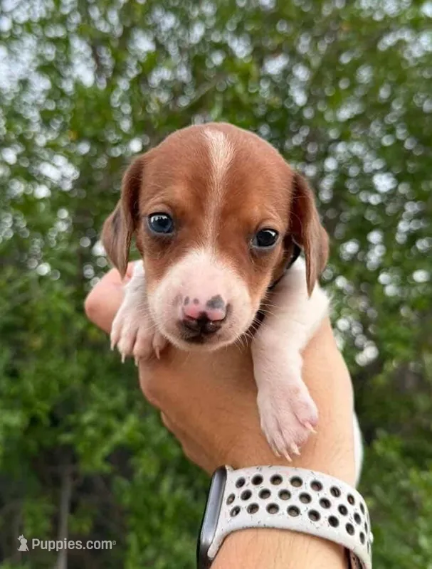 Red piebald male – Miniature Dachshund puppy for sale in Riverside, CA