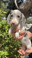 Black & tan dapple piebald female , a female Miniature Dachshund for sale in Riverside, CA – Photo 2 of 3
