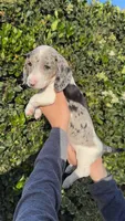 Black & tan dapple piebald female , a female Miniature Dachshund for sale in Riverside, CA – Photo 1 of 3