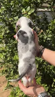 Black & tan dapple piebald female , a female Miniature Dachshund for sale in Riverside, CA – Photo 3 of 3