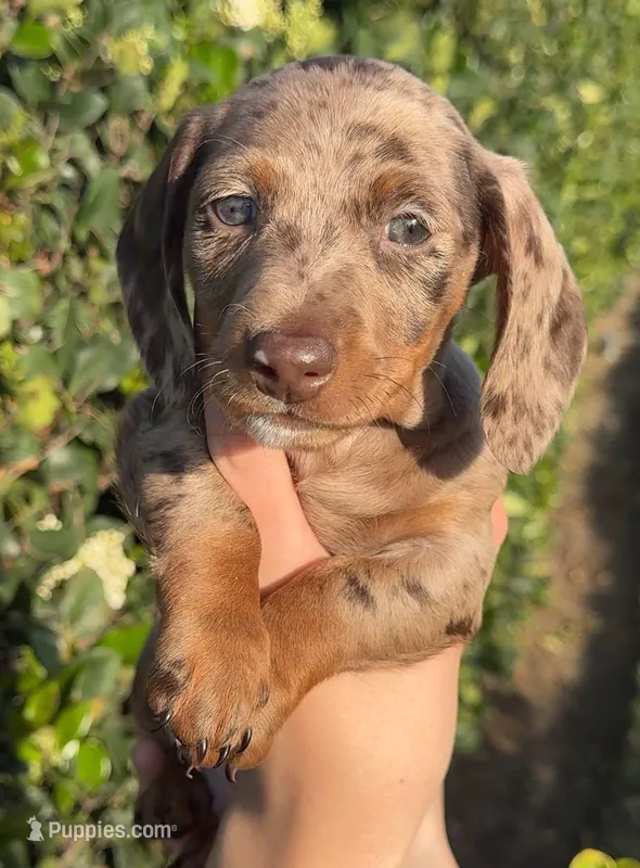Chocolate & tan dapple male  – Miniature Dachshund puppy for sale in Riverside, CA