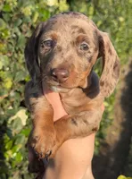 Chocolate & tan dapple male , a male Miniature Dachshund for sale in Riverside, CA – Photo 1 of 2