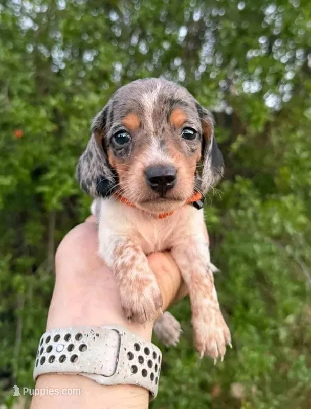 Black tan dapple piebald male  – Miniature Dachshund puppy for sale in Riverside, CA