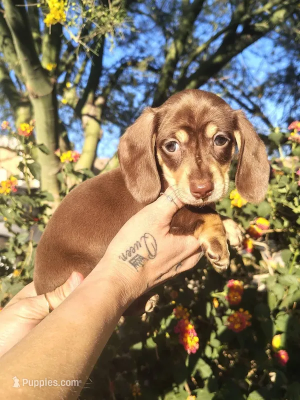 Chocolate & cream male – Miniature Dachshund puppy for sale in Riverside, CA