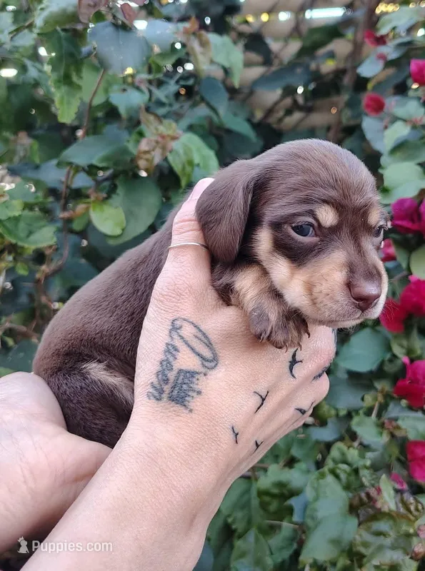 Chocolate & cream male